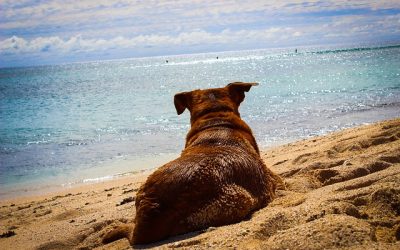 Mit dem Hund gut über den Sommer kommen