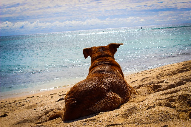 Mit dem Hund gut über den Sommer kommen