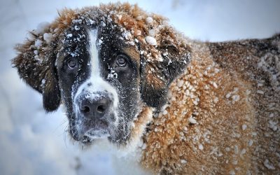 Hunde im Winter