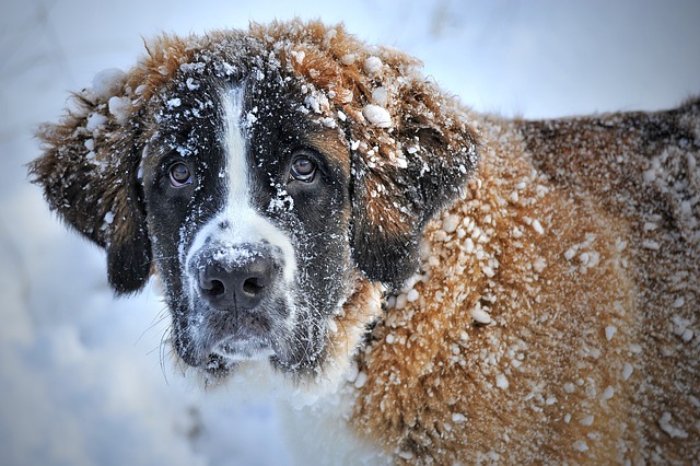 Hunde im Winter