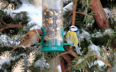 Vogelfütterung im Winter