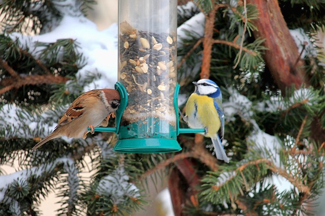 Vogelfütterung im Winter